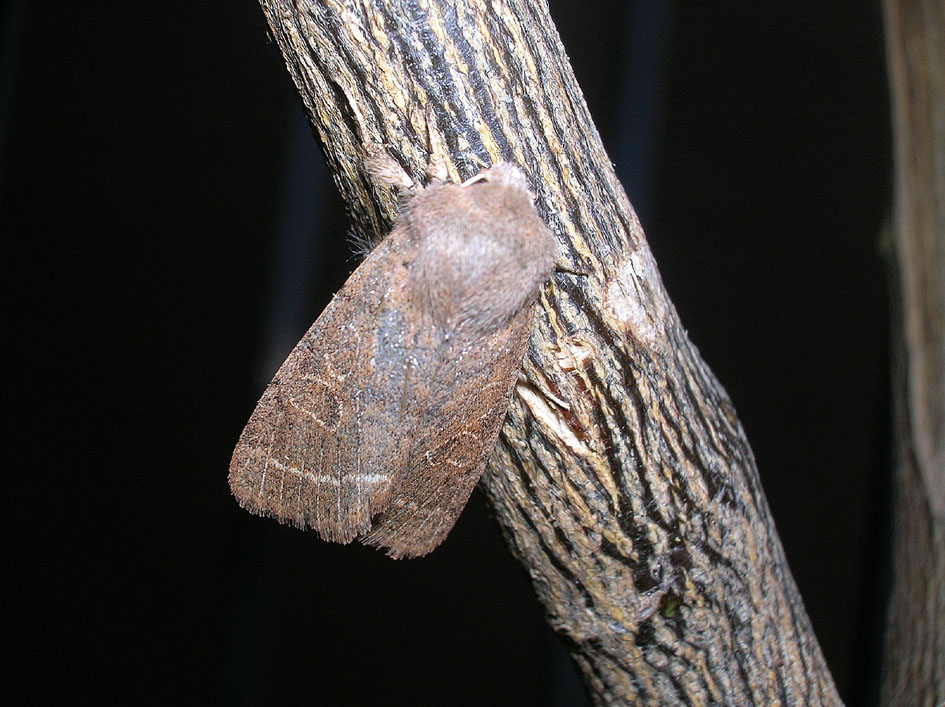 Orthosia cerasi